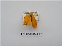 藏品(緣點苔蛾)的圖片